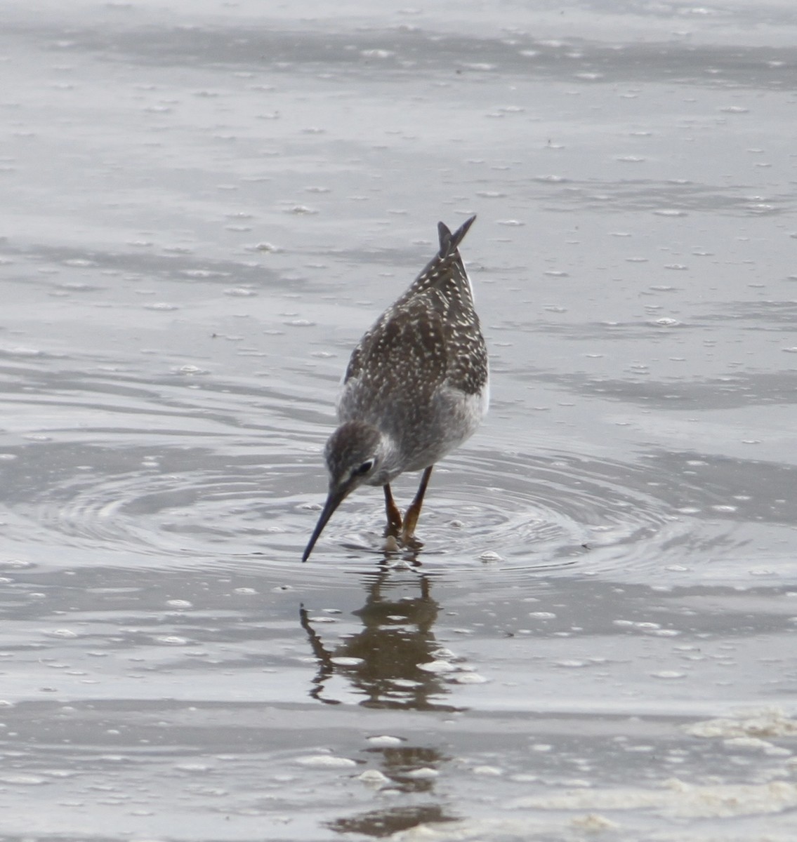 Lesser Yellowlegs - ML622146248