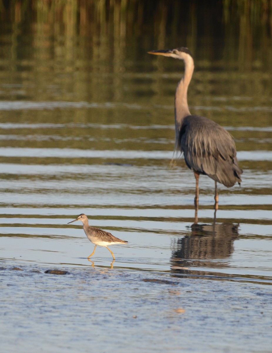 Great Blue Heron - ML622146250