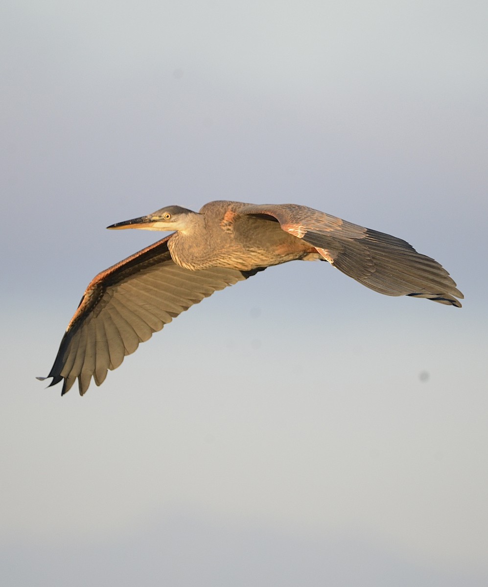 Great Blue Heron - ML622146251