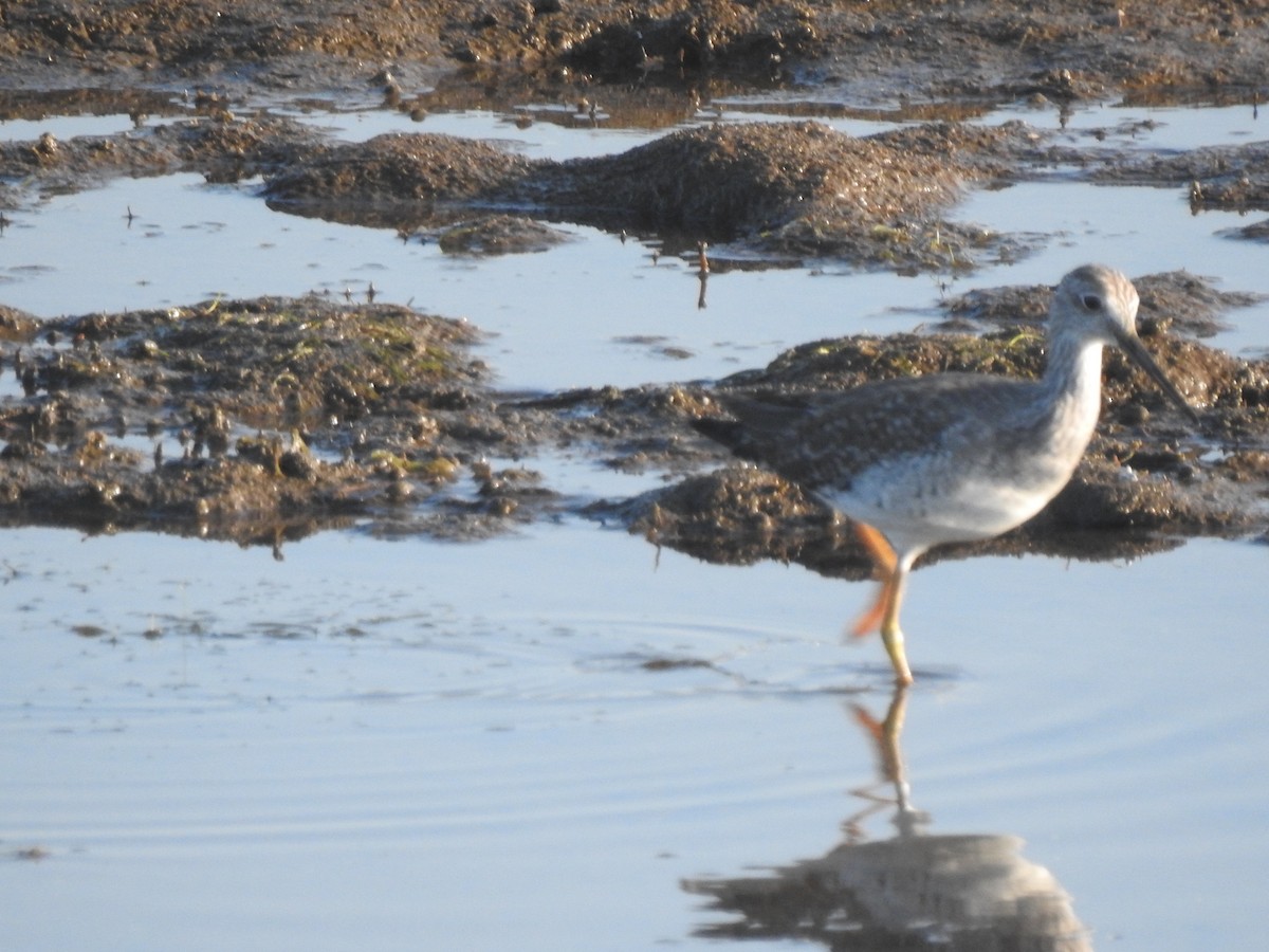 Greater Yellowlegs - ML622146252