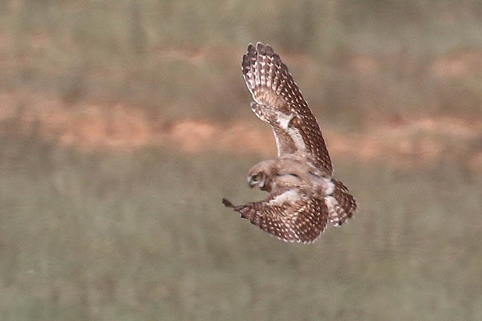 Burrowing Owl - ML622146257