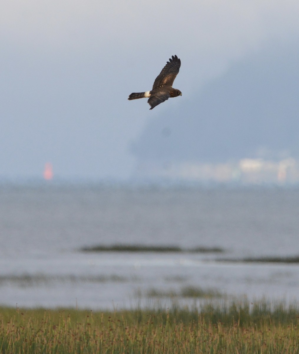 Northern Harrier - Xin Cen