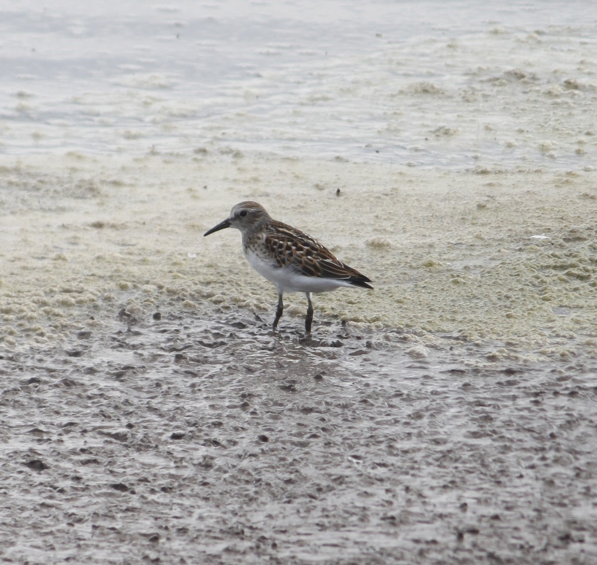 Least Sandpiper - ML622146260