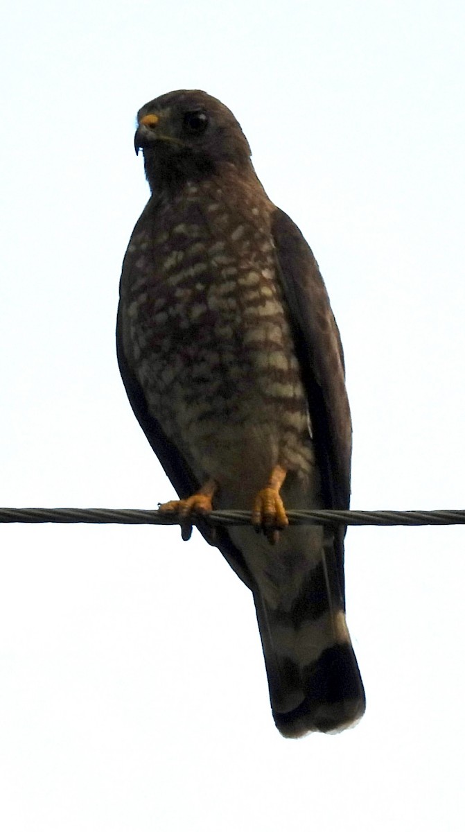 Broad-winged Hawk - ML622146263