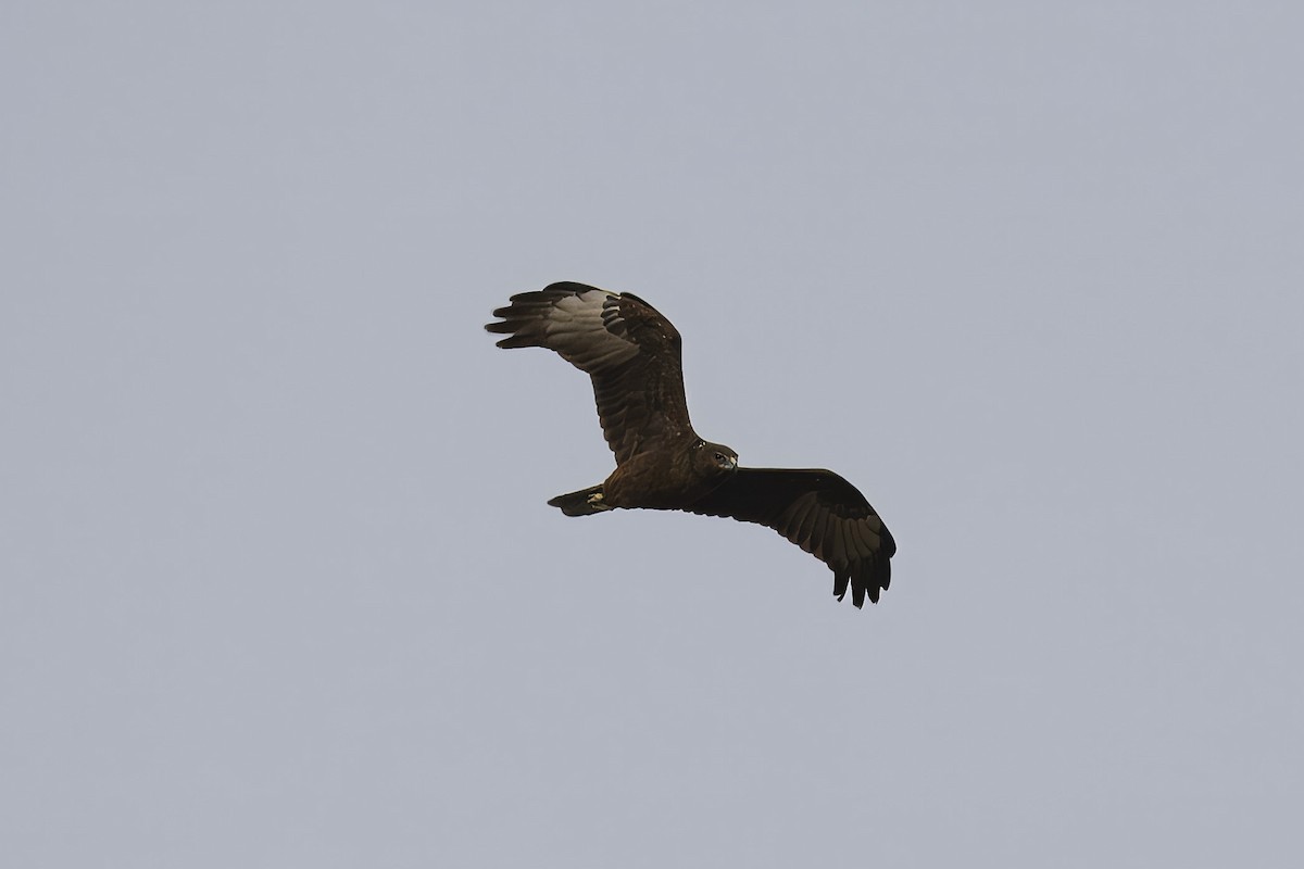 Swamp Harrier - ML622146268