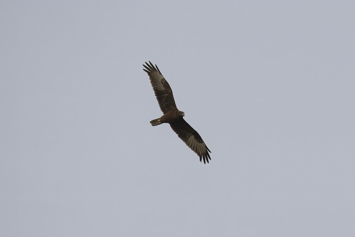 Swamp Harrier - ML622146269