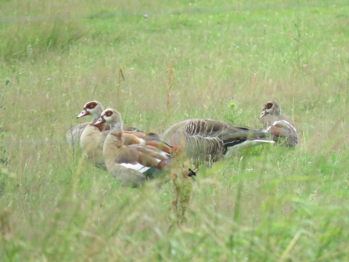 Egyptian Goose - ML622146270