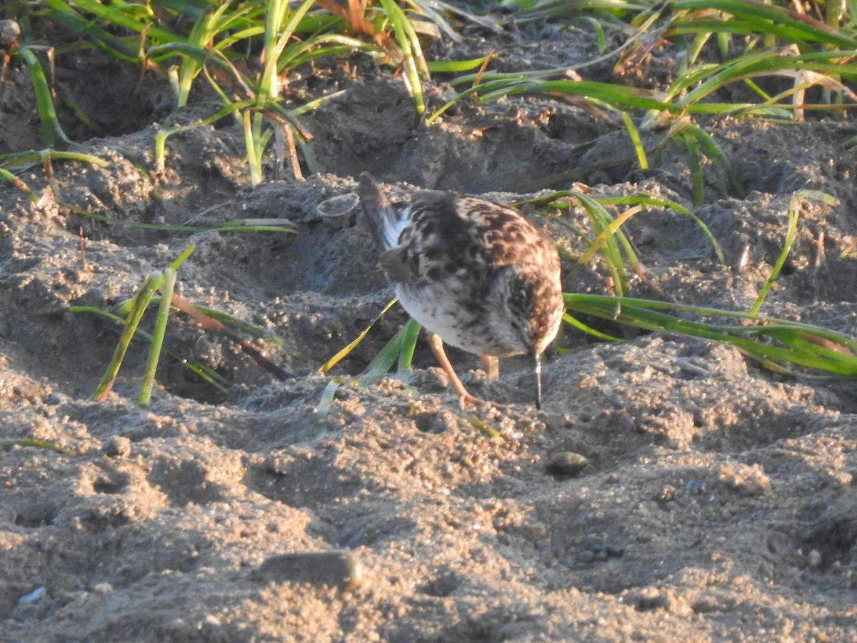 Least Sandpiper - ML622146272