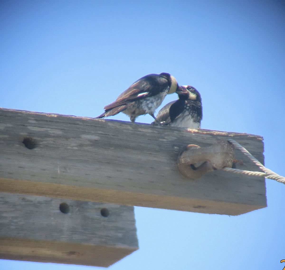 Acorn Woodpecker - ML622146273