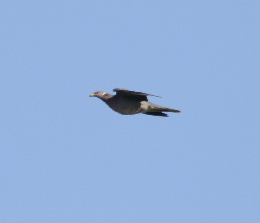 Band-tailed Pigeon - ML622146277