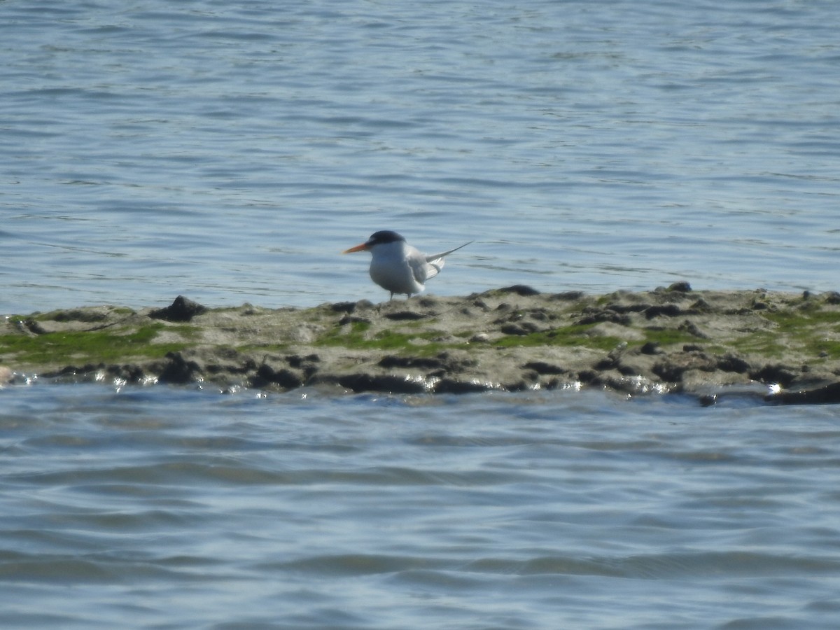 Least Tern - ML622146291