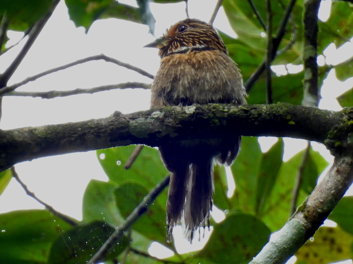 White-barred Piculet - ML622146309