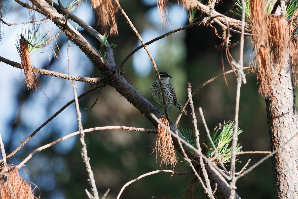 Boucard's Wren - ML622146323