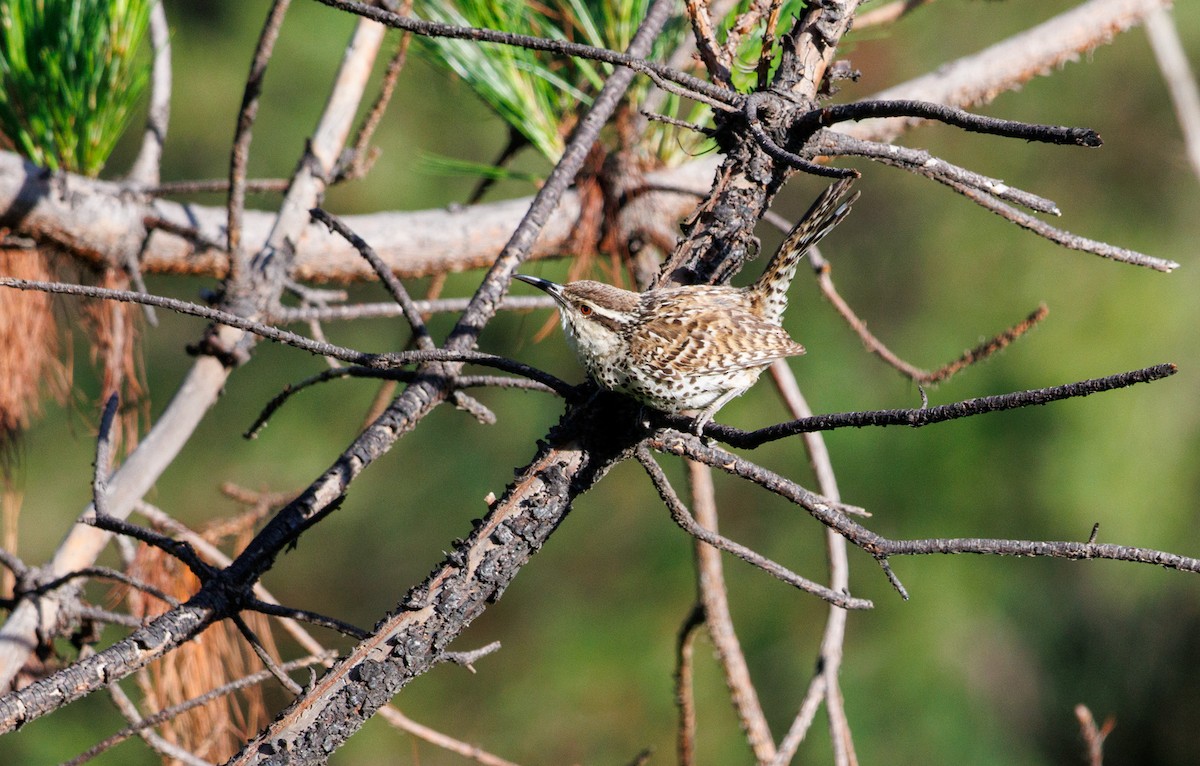 Boucard's Wren - ML622146324