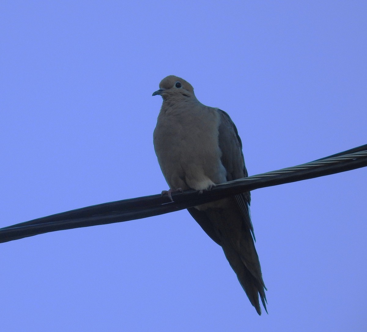 Mourning Dove - ML622146336