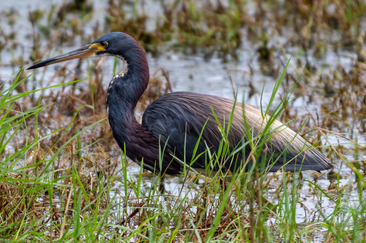 Tricolored Heron - ML622146343