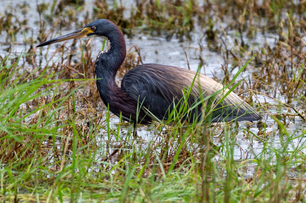 Tricolored Heron - ML622146344