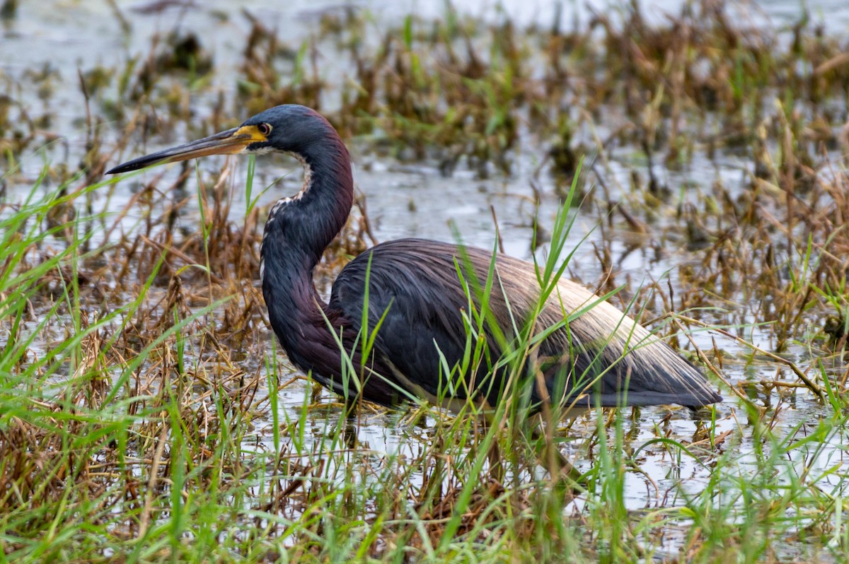 Tricolored Heron - ML622146345