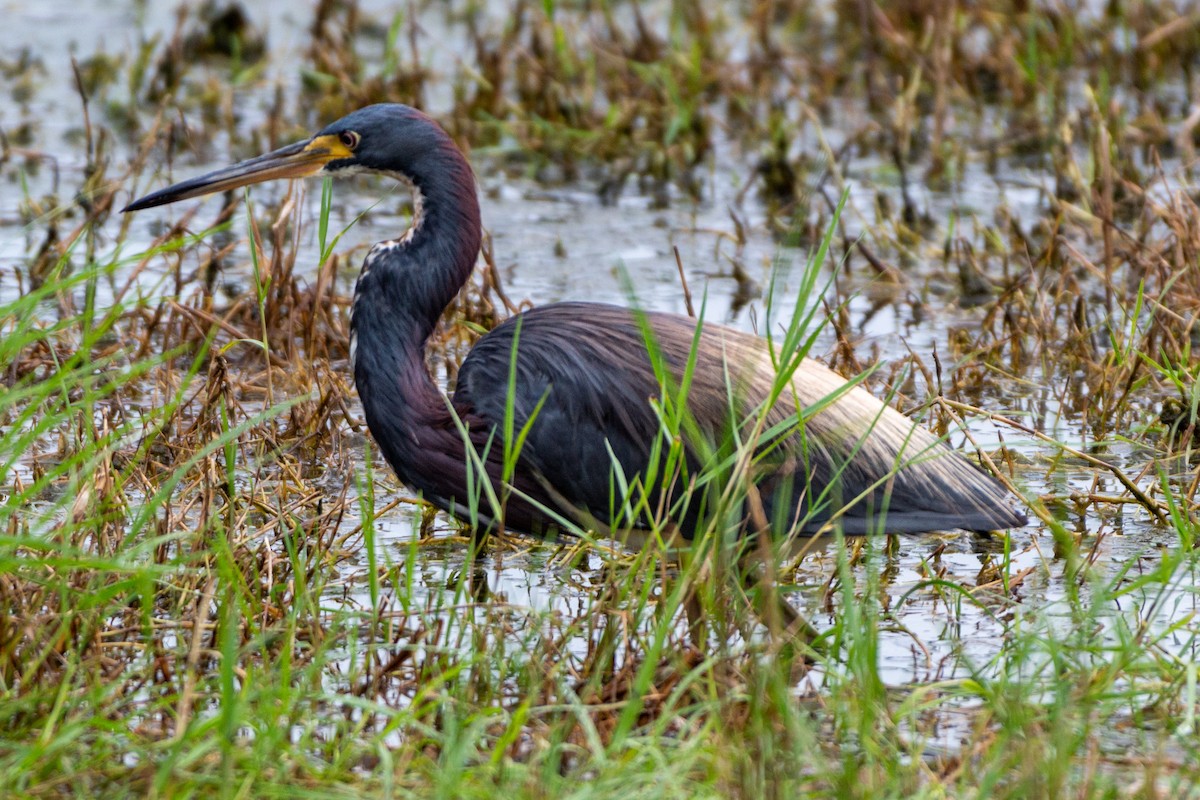 Tricolored Heron - Anonymous