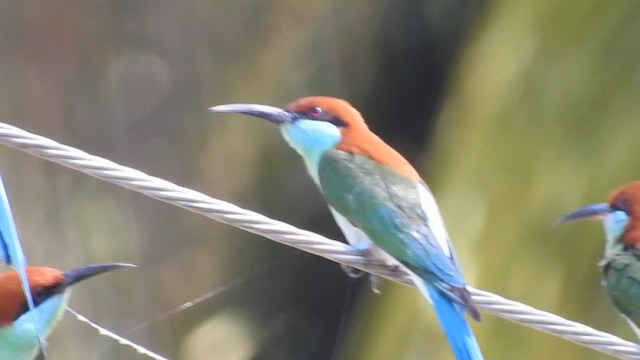 Rufous-crowned Bee-eater - ML622146463
