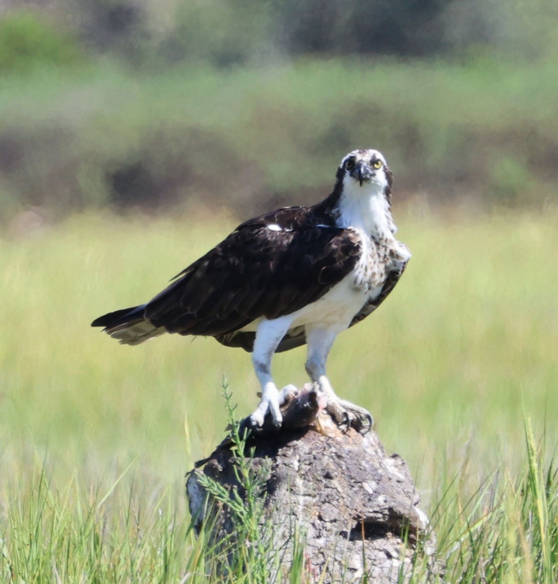 Osprey - Diane Etchison