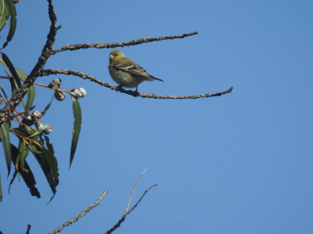 Lesser Goldfinch - Layton Pace