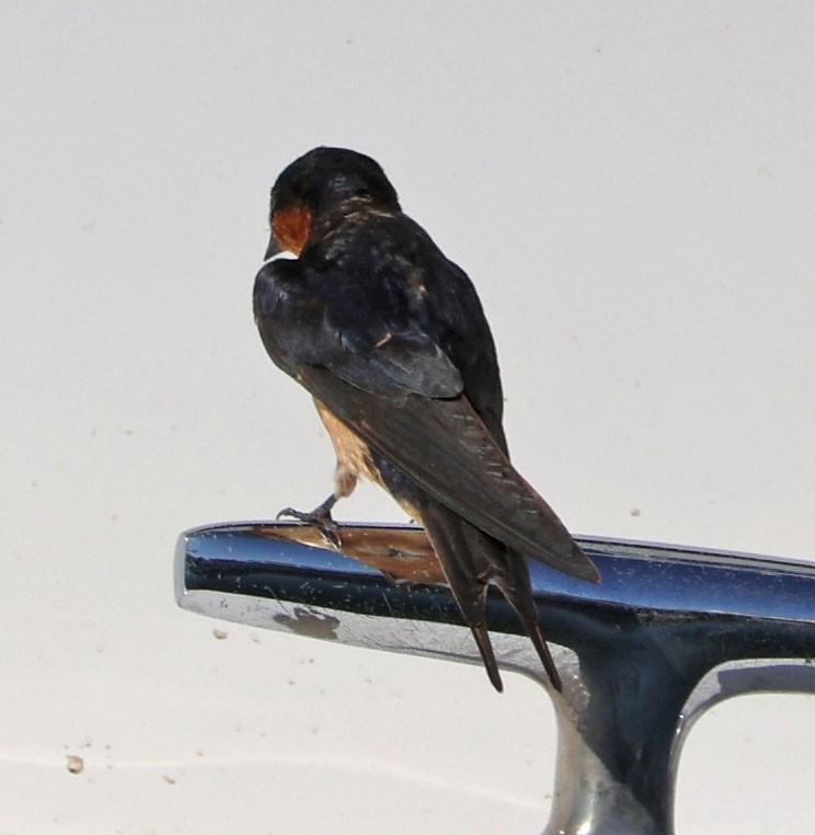 Barn Swallow - ML622146479