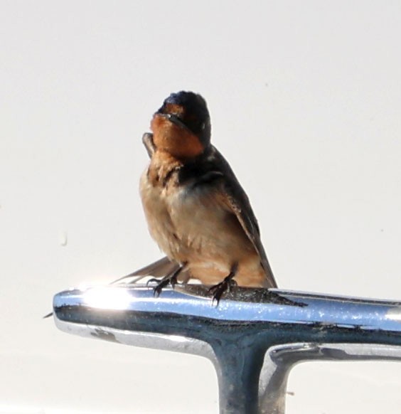 Barn Swallow - ML622146480