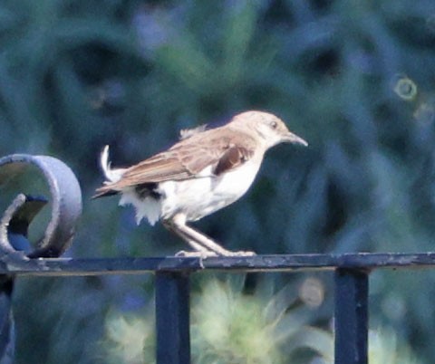 Northern Mockingbird - ML622146484