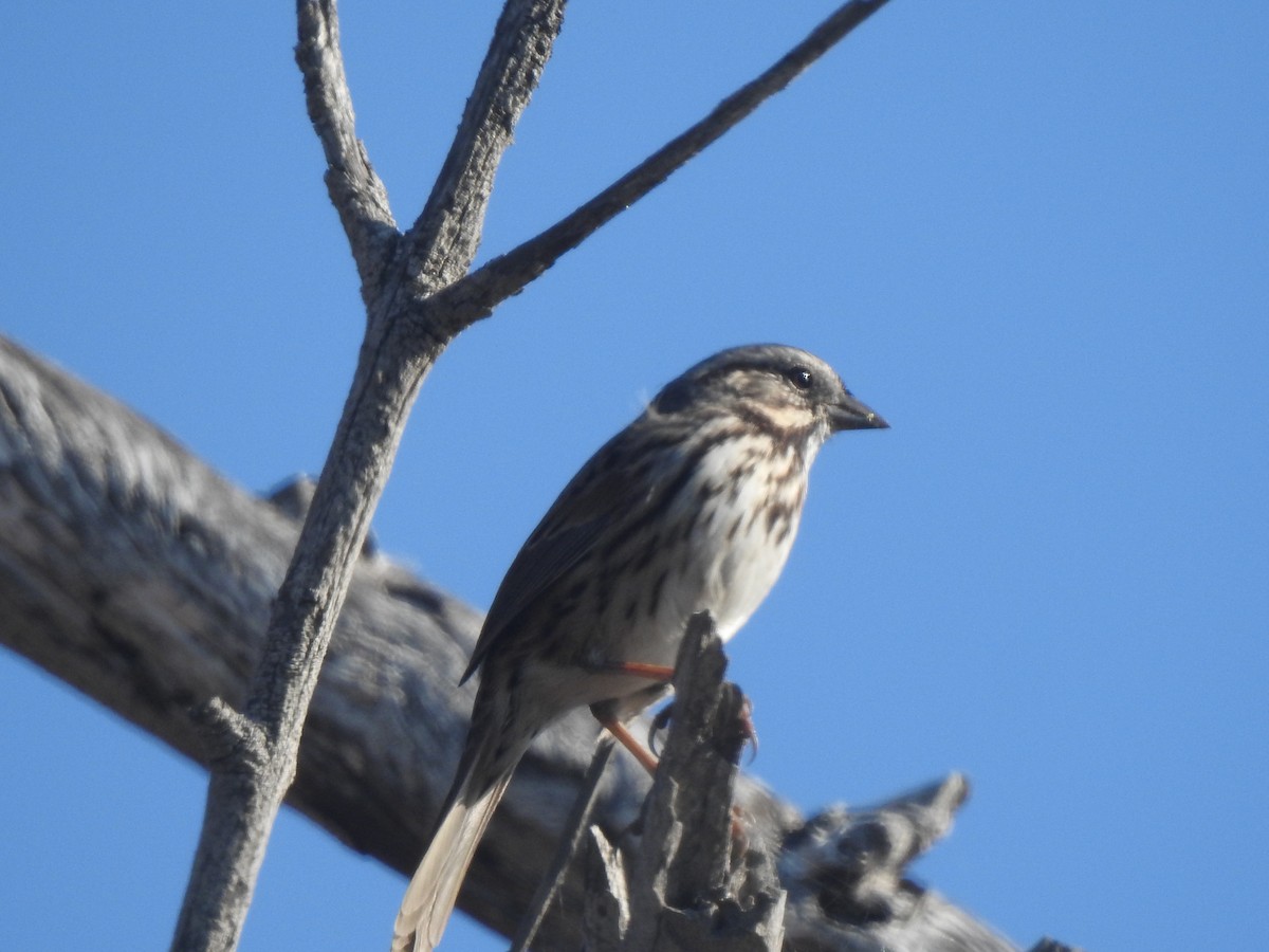 Song Sparrow - ML622146485