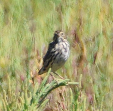 Savannah Sparrow (Belding's) - ML622146496