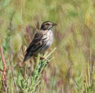 Savannah Sparrow (Belding's) - ML622146497
