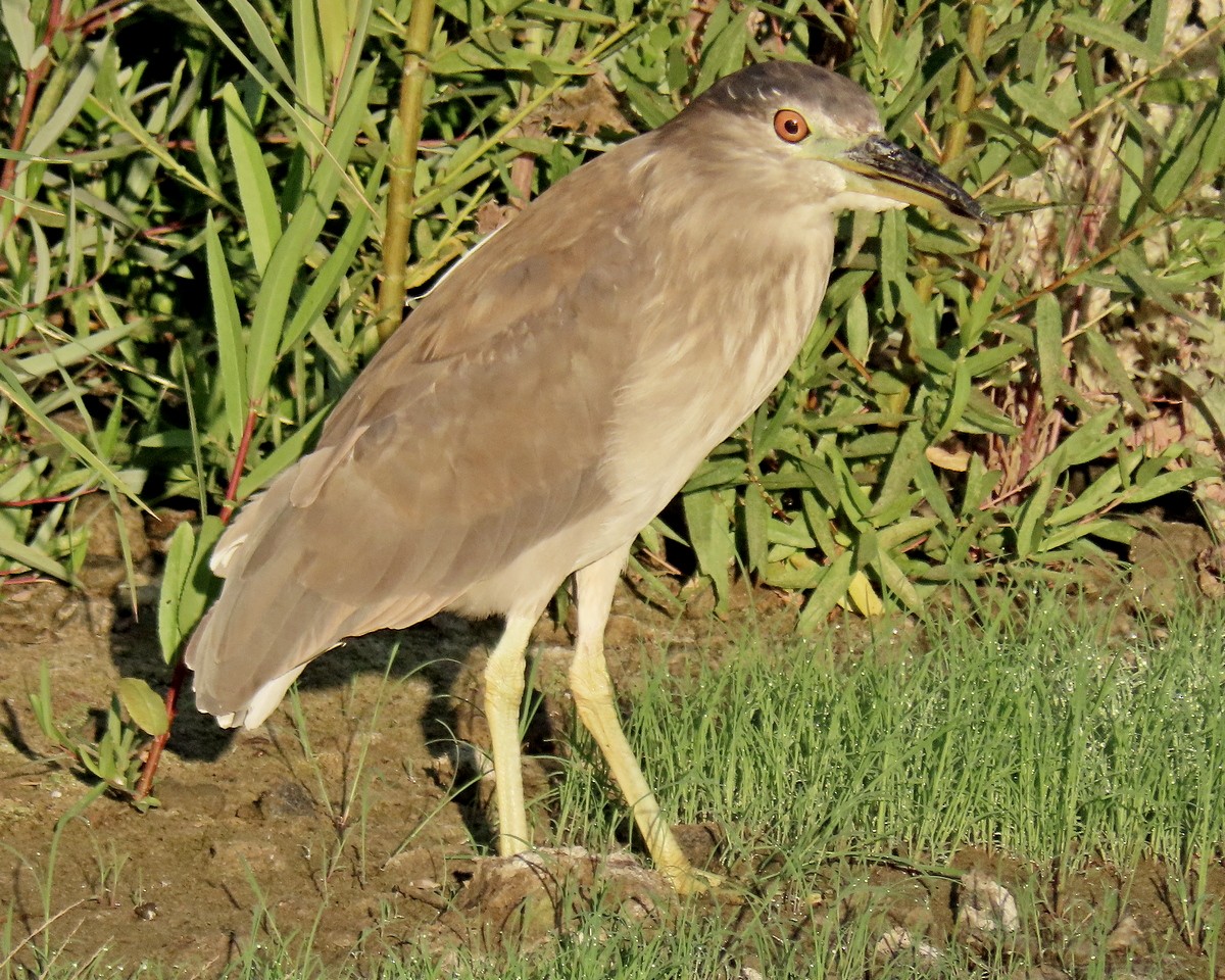 Black-crowned Night Heron - ML622146511