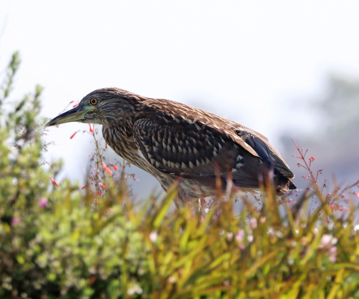 Black-crowned Night Heron - ML622146524