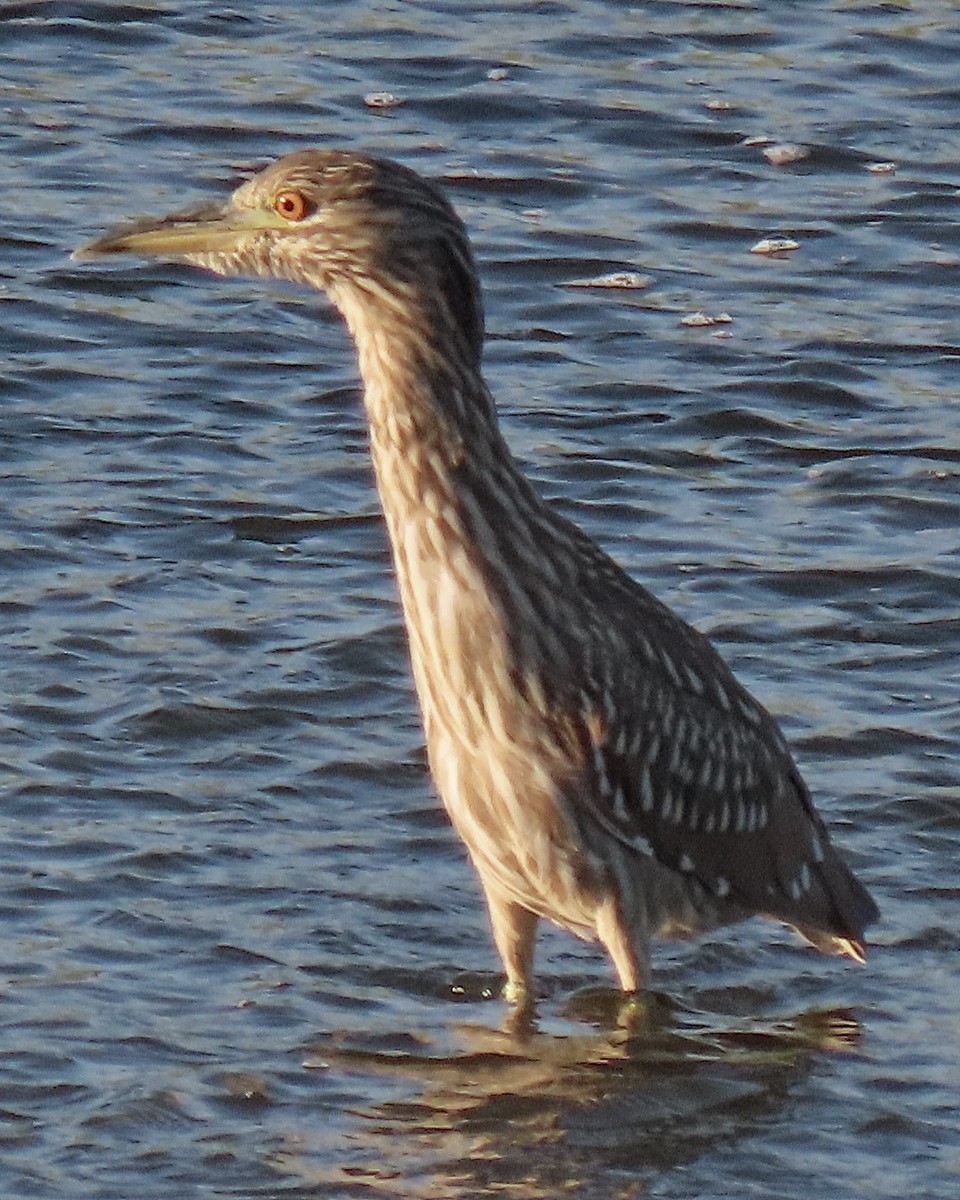 Black-crowned Night Heron - ML622146527