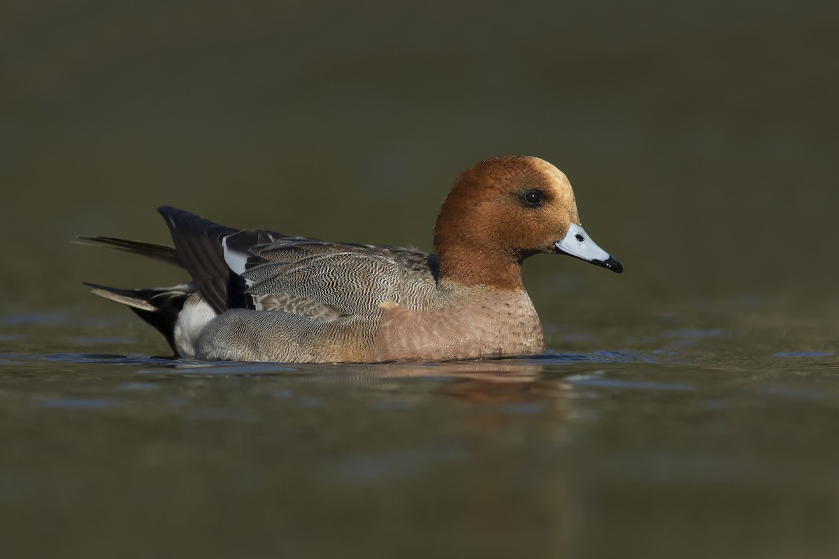 Eurasian Wigeon - Dorian Anderson