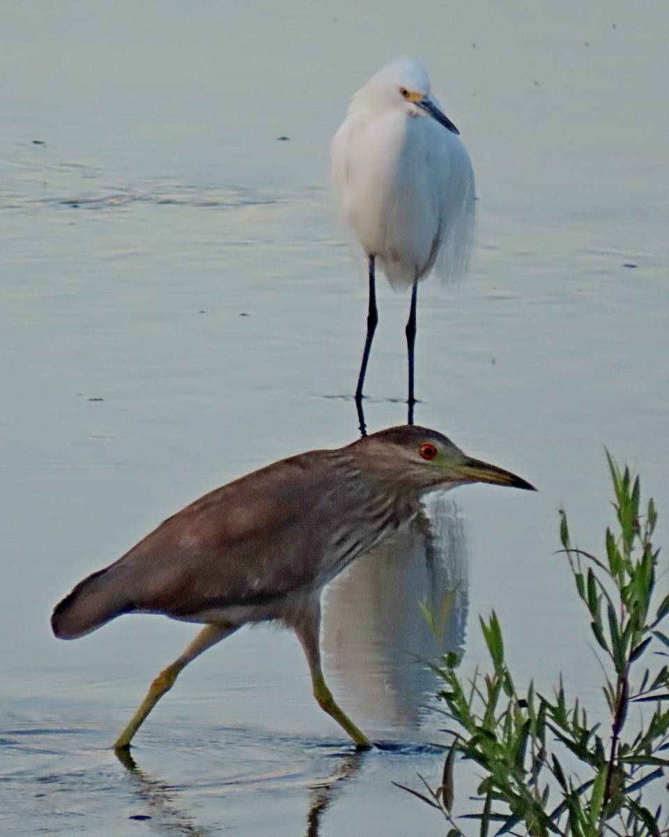 Black-crowned Night Heron - ML622146534