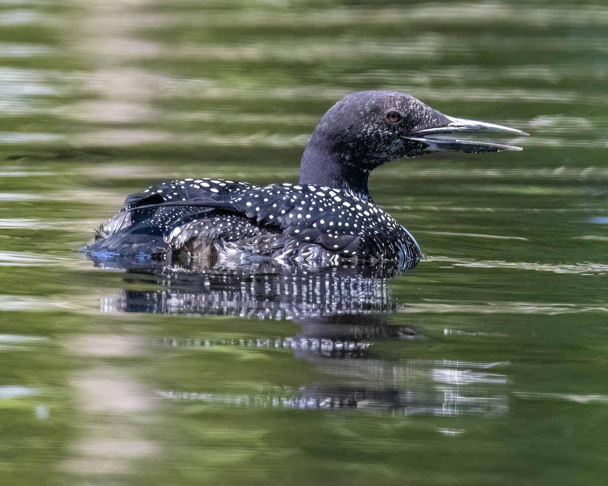 Common Loon - Kathy Hicks