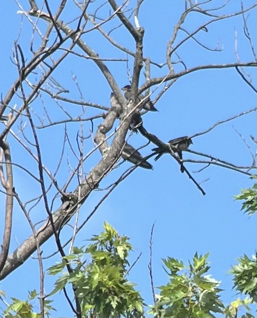 Purple Martin - ML622146559