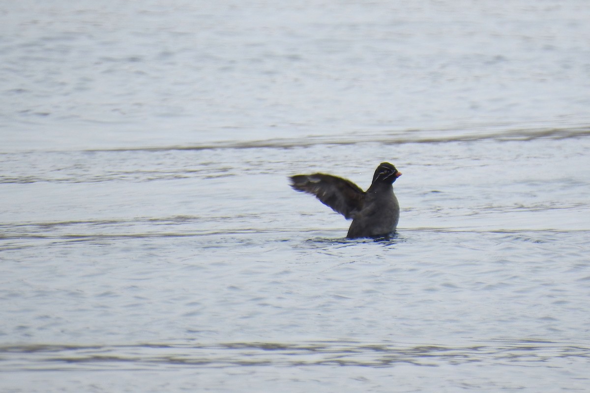 Whiskered Auklet - ML622146569