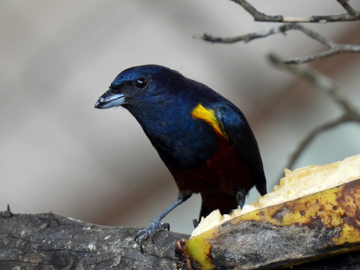 Chestnut-bellied Euphonia - ML622146576