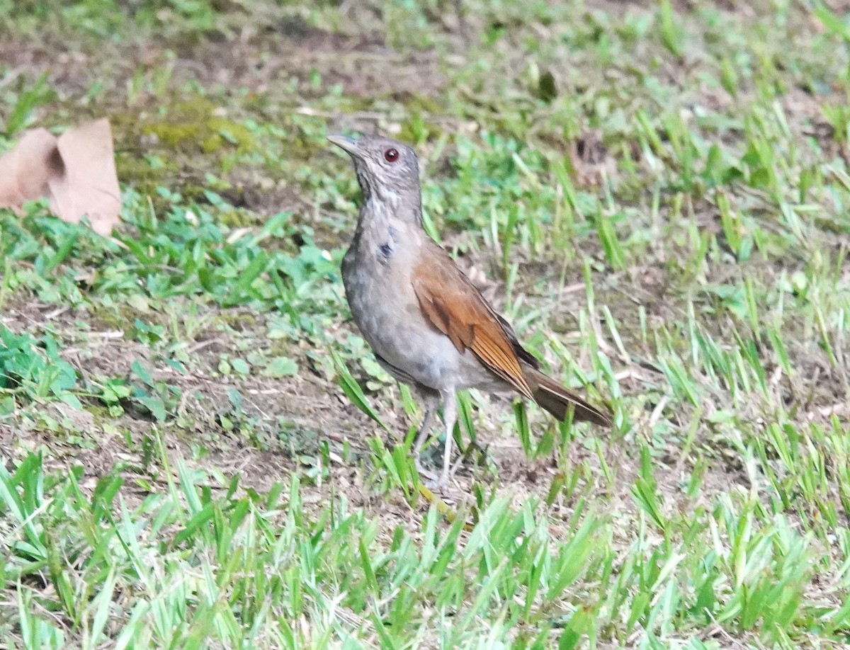 Pale-breasted Thrush - ML622146581