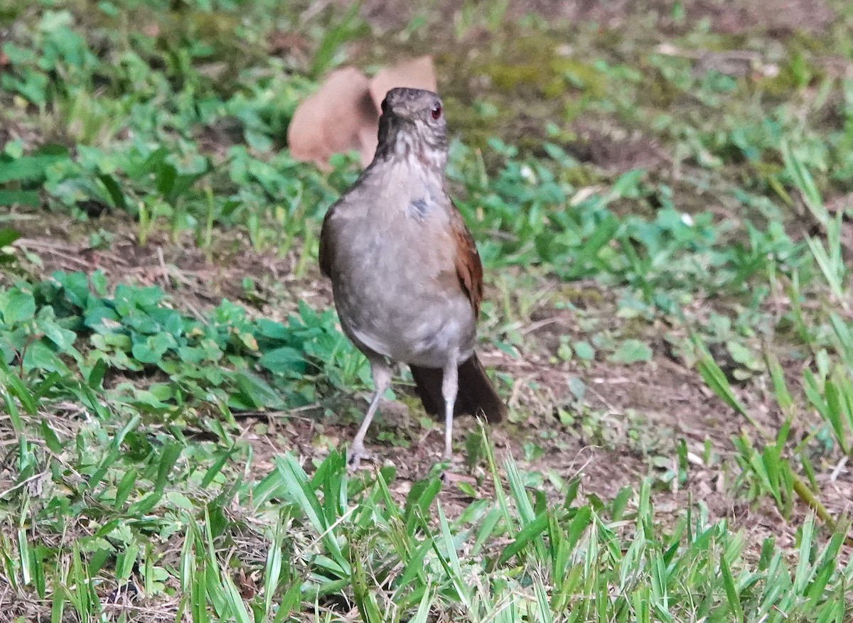 Pale-breasted Thrush - ML622146586