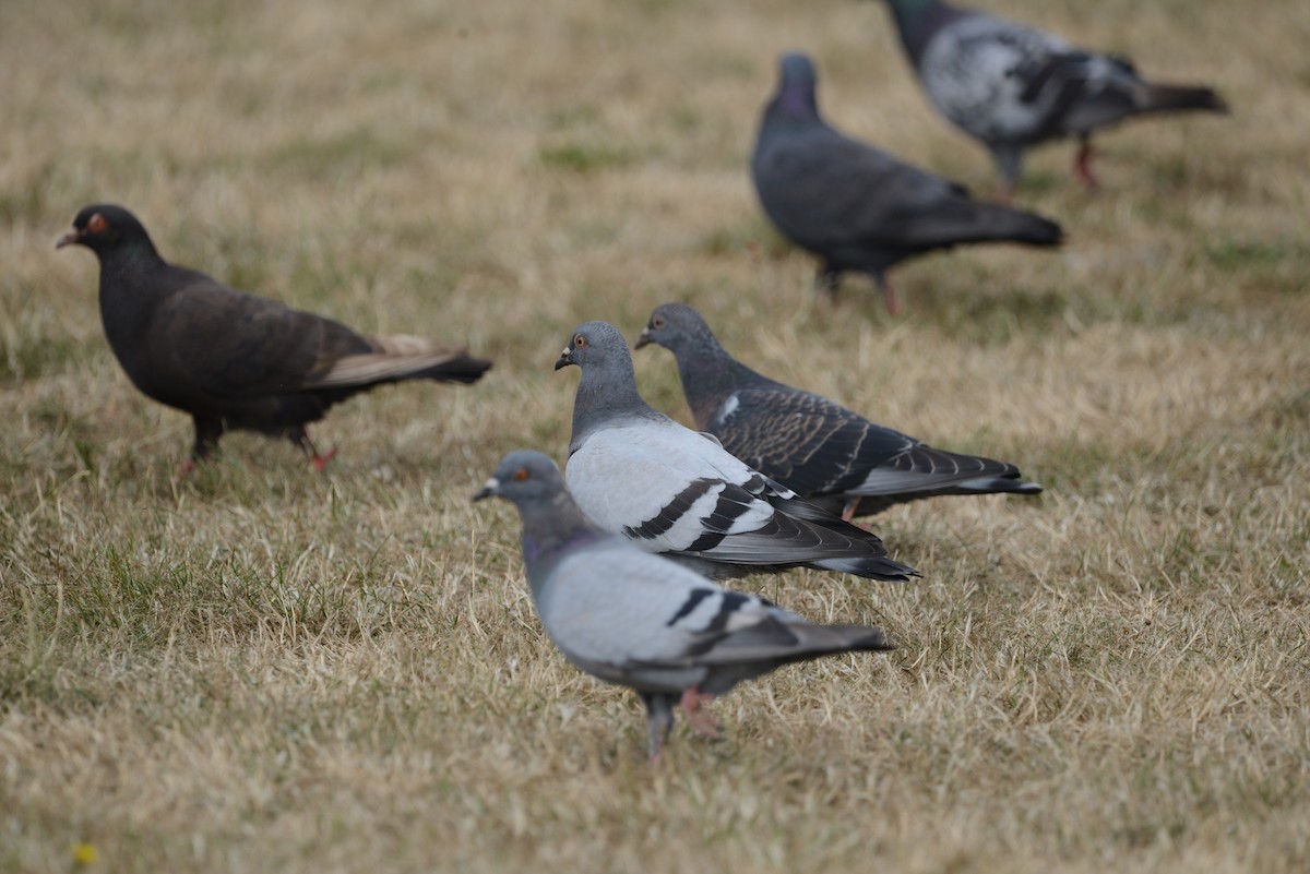 Rock Pigeon (Feral Pigeon) - ML622146603