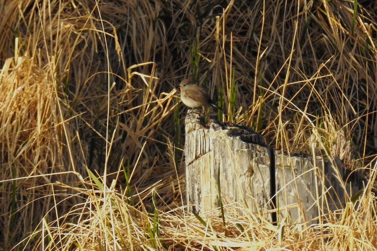 Taiga Flycatcher - Hannah Clipp