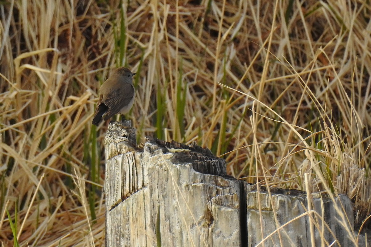 Taiga Flycatcher - ML622146680