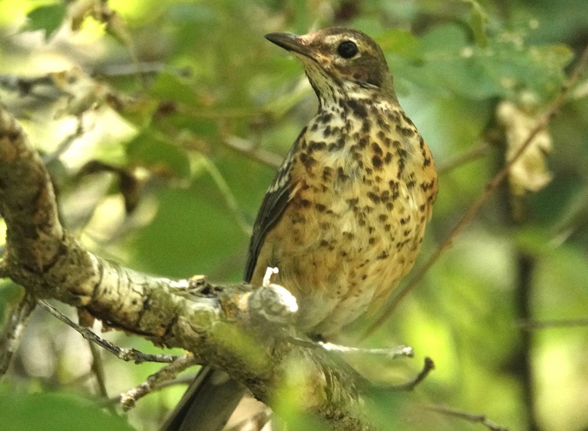 American Robin - ML622146691