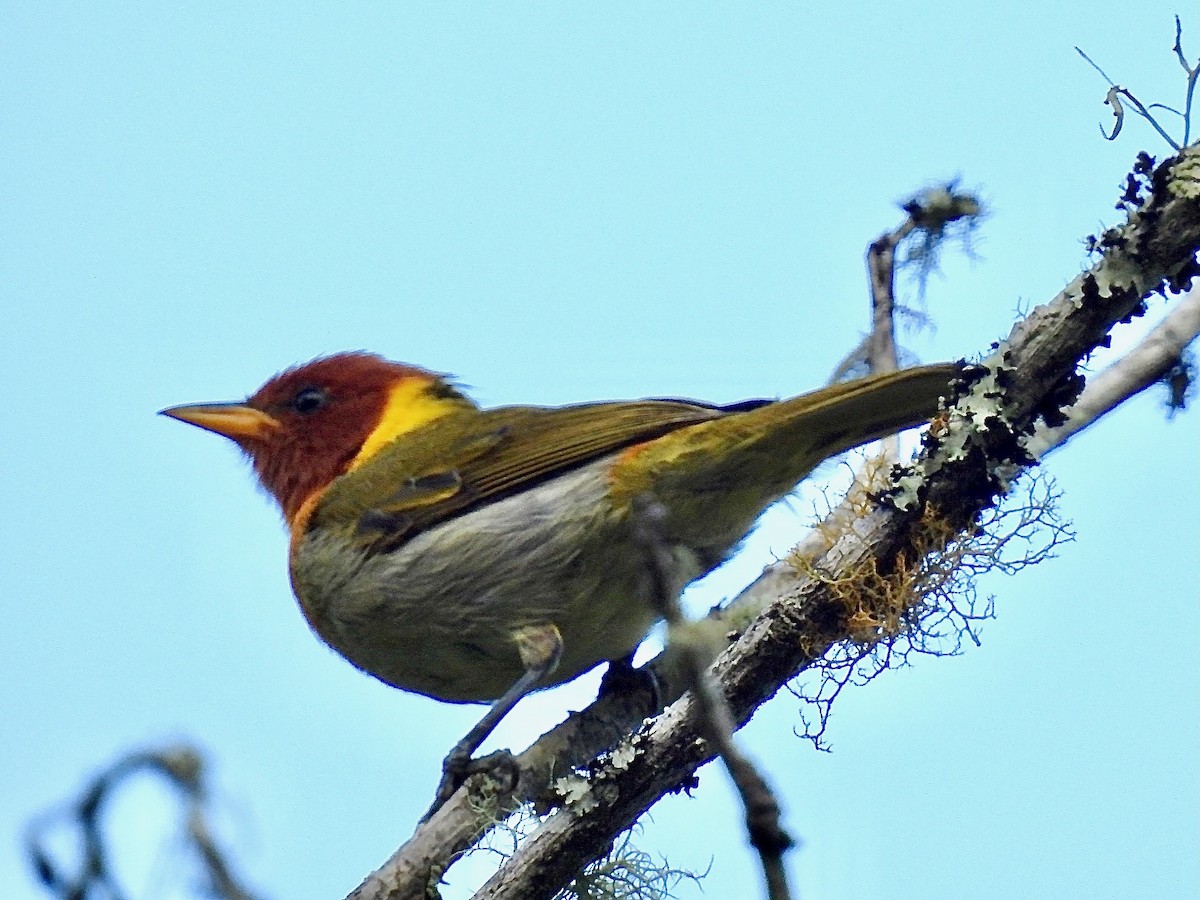 Rufous-headed Tanager - ML622146693