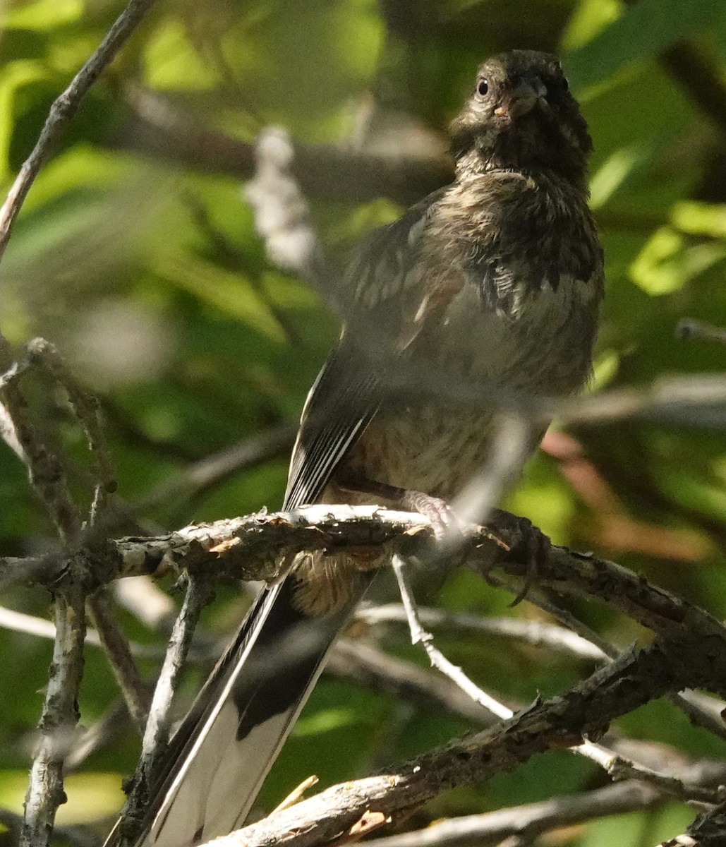 Spotted Towhee - ML622146694