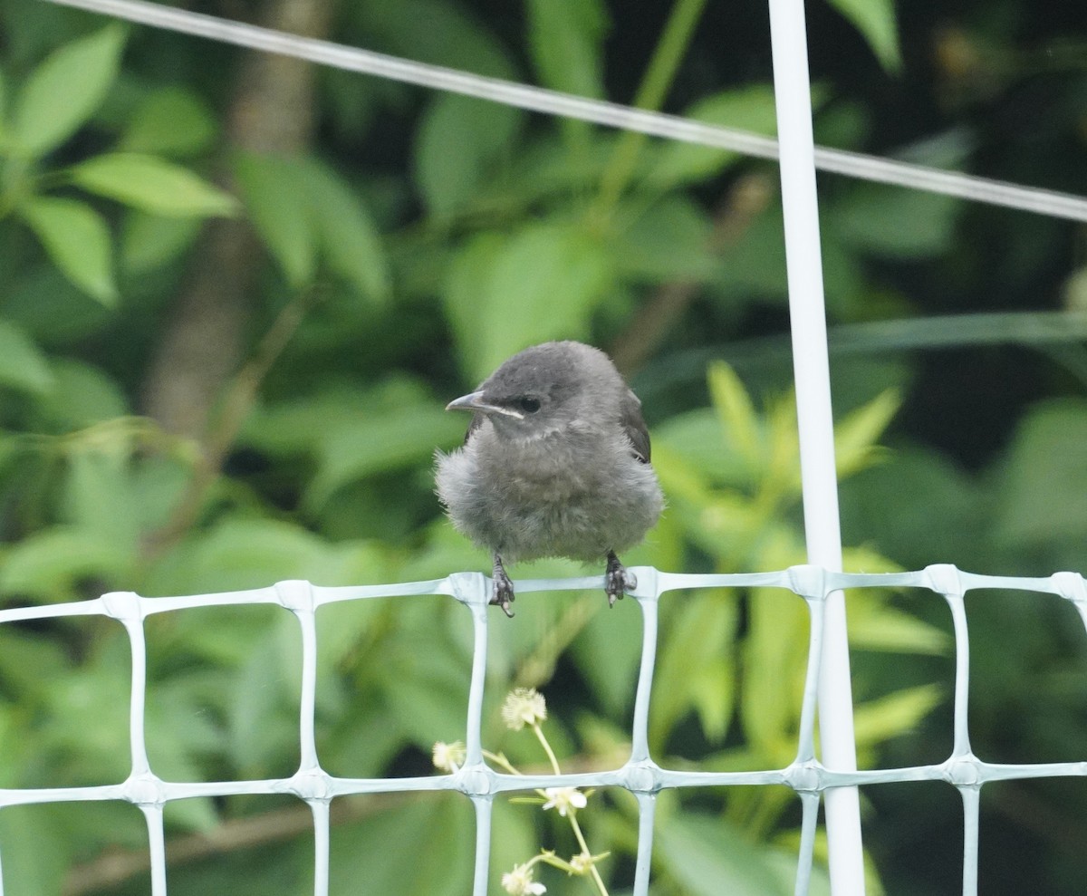 Gray Catbird - ML622146703